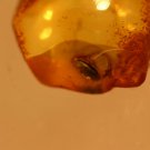 Natural Baltic Amber insects, FOSSILS  , beetle