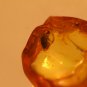 Natural Baltic Amber insects, FOSSILS  , beetle