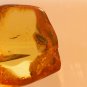Natural Baltic Amber insects, FOSSILS  , beetle