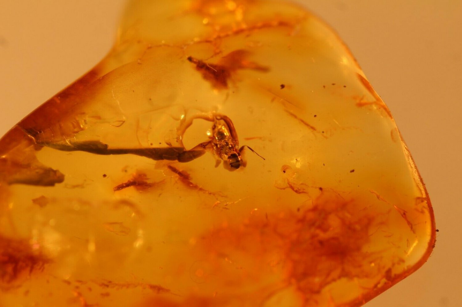 Natural Baltic Amber insects /
