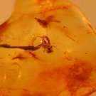 Natural Baltic Amber insects /