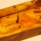 Natural Baltic Amber insects , FOSSIL 2 big moquito