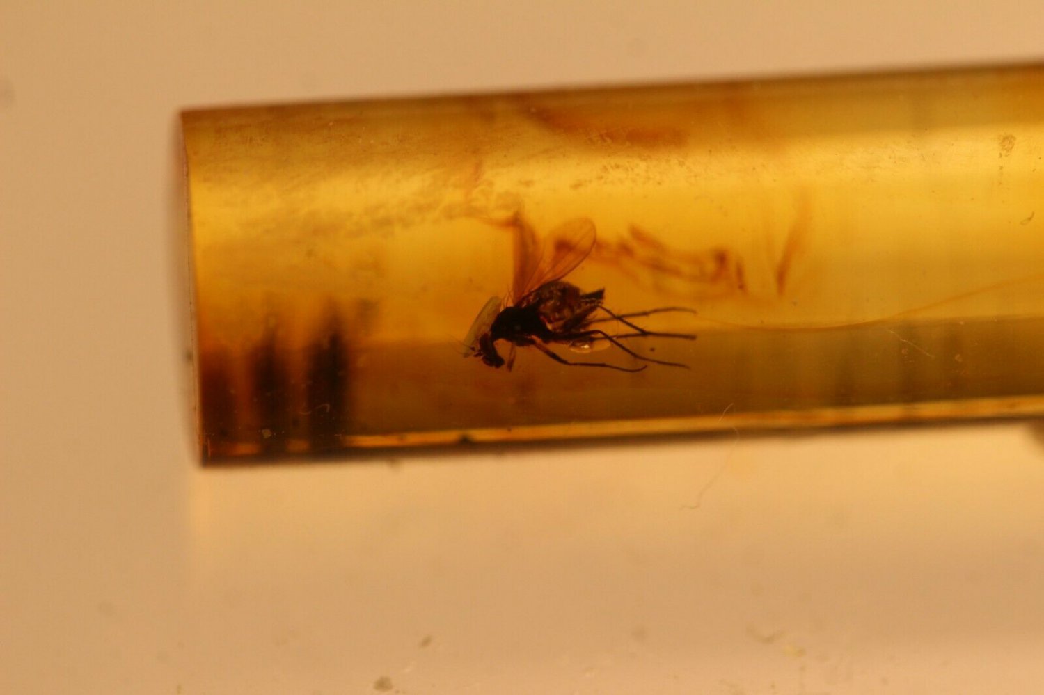 natural Baltic amber insect ' fly, beetl,