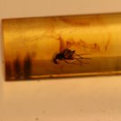 natural Baltic amber insect ' fly, beetl,