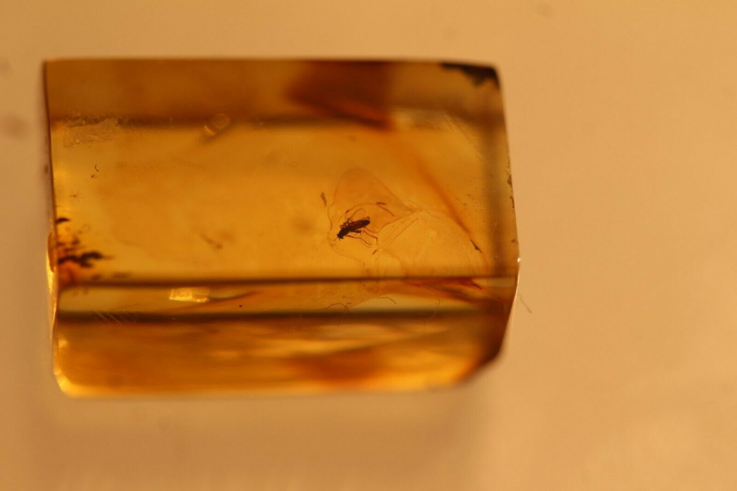 Natural Baltic Amber insects , FOSSI,,,,
