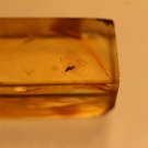 Natural Baltic Amber insects , FOSSI,,,,