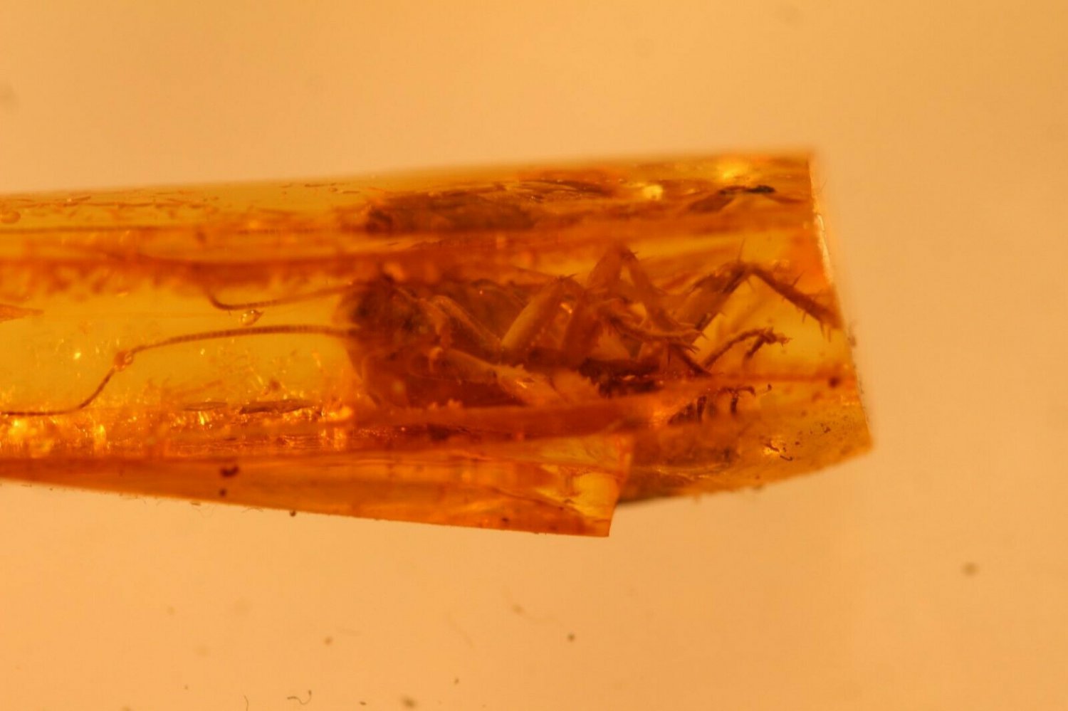 Natural Baltic Amber insects , FOSSIL,  cockroach