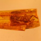 Natural Baltic Amber insects , FOSSIL,  cockroach