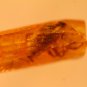 Natural Baltic Amber insects , FOSSIL,  cockroach