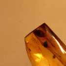 Natural Baltic Amber insects, FOSSILS   ,2 beetles