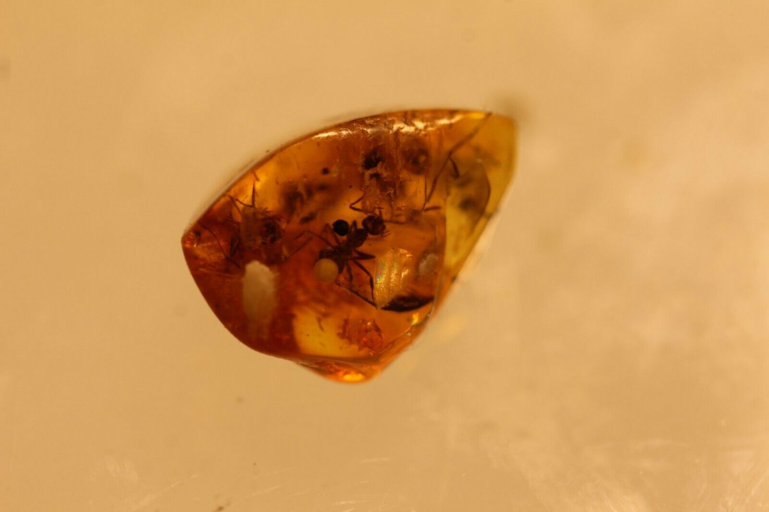 Natural Baltic Amber insects , FOSSIL  ants with eggs
