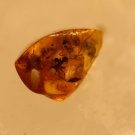 Natural Baltic Amber insects , FOSSIL  ants with eggs