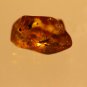 Natural Baltic Amber insects , FOSSIL ants with eggs
