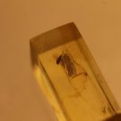 Natural Baltic Amber insects , FOSSIL,.mosq.