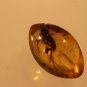 Natural Baltic Amber insects ;,,fly.