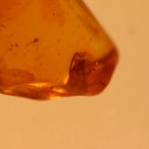 Natural Baltic Amber insects , FOSSIL  bee (injured)