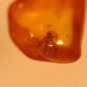 Natural Baltic Amber insects , FOSSIL  bee (injured)