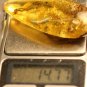Natural Baltic Amber insects, FOSSILS. m;