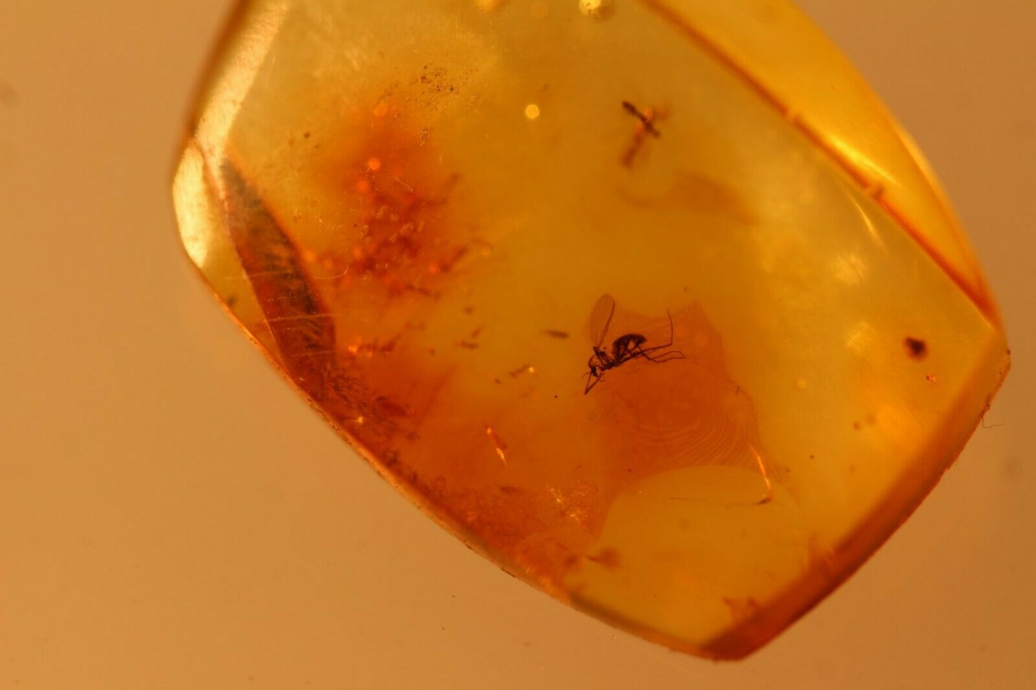 Natural Baltic Amber insects ;;
