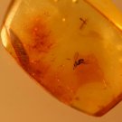 Natural Baltic Amber insects ;;