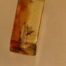 Natural Baltic Amber insects , FOSSIL,..;fly