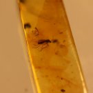 Natural Baltic Amber insects ,FOSSIL .,.,,