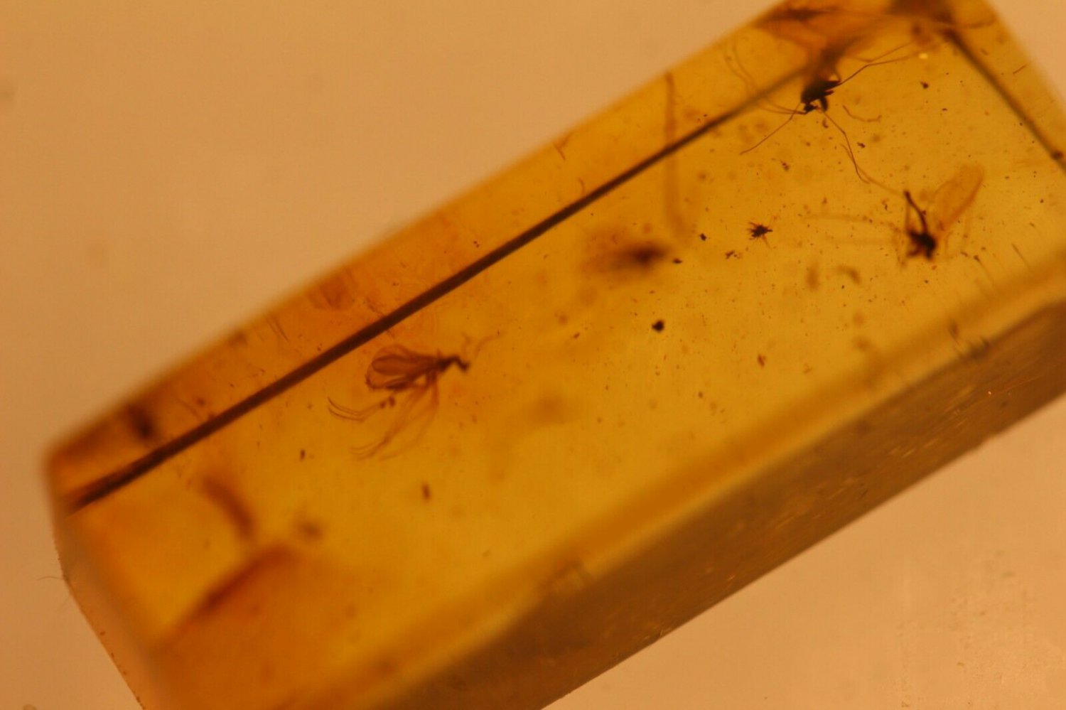 Natural Baltic Amber insects ,FOSSIL  .,.,,,