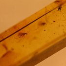 Natural Baltic Amber insects ,FOSSIL  .,.,,,