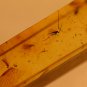 Natural Baltic Amber insects ,FOSSIL .,.,,,