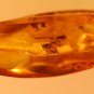 Natural Baltic Amber insects , FOSSIL, beetles,,