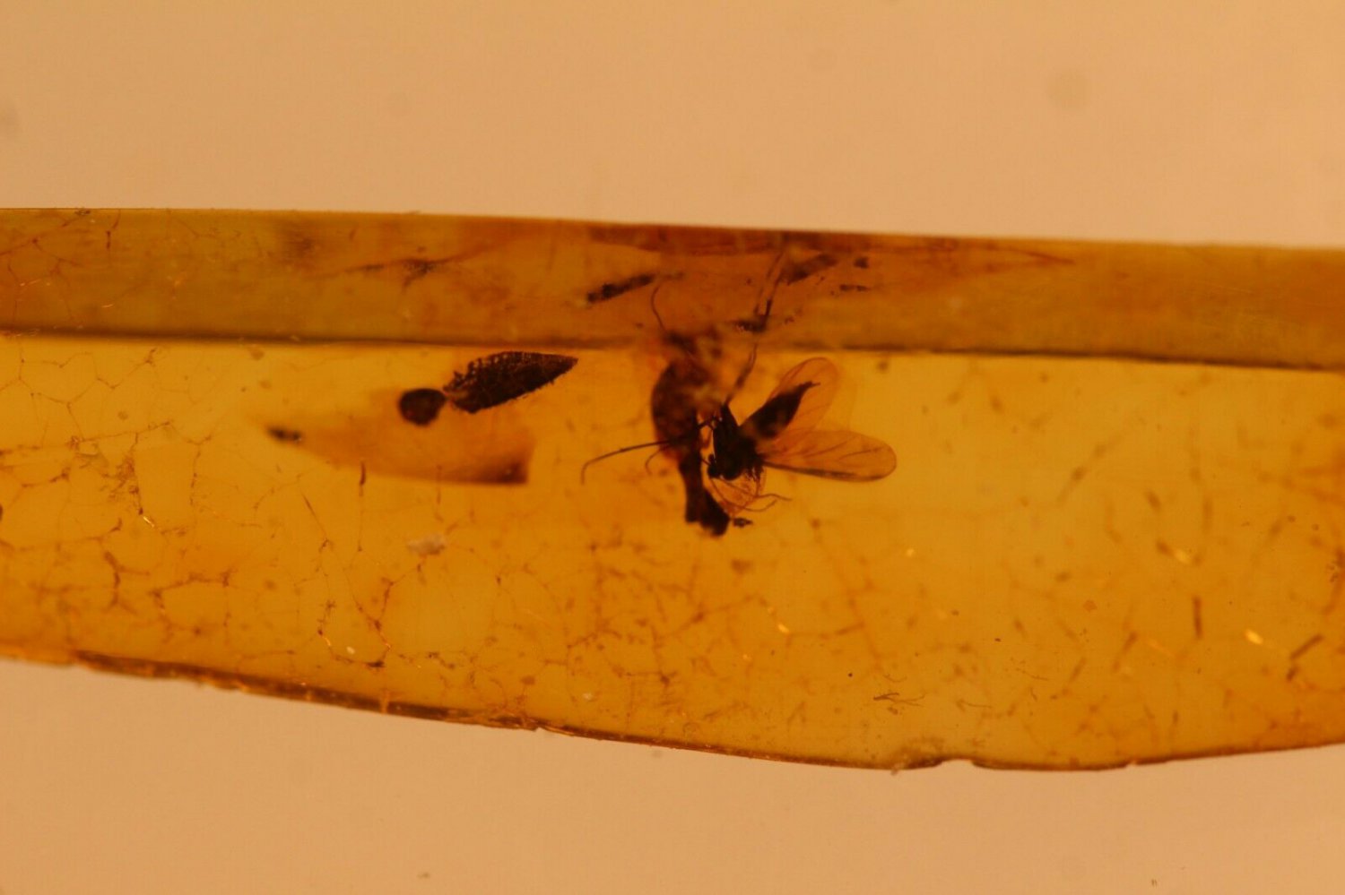 Natural Baltic Amber insects, FOSSILS. fl.