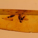 Natural Baltic Amber insects, FOSSILS. fl.