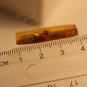 Natural Baltic Amber insects, FOSSILS. fl.