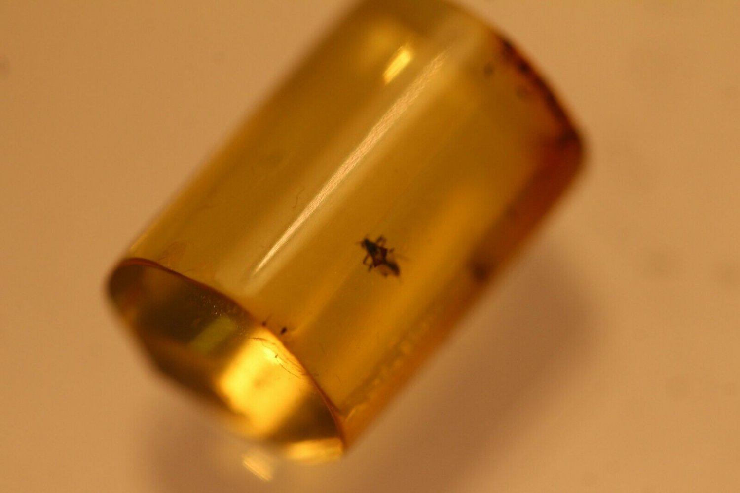 Natural Baltic Amber insects , FOSSIL ,..