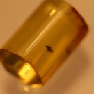 Natural Baltic Amber insects , FOSSIL ,..