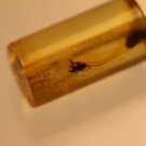 Natural Baltic Amber insects , FOSSIL ,..,,