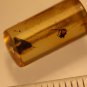Natural Baltic Amber insects , FOSSIL ,..,,