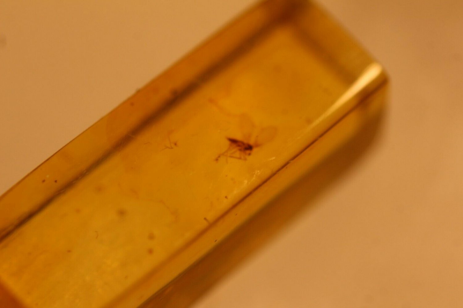 Natural Baltic Amber insects,FOSSIL   ,,,