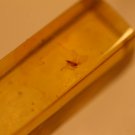 Natural Baltic Amber insects,FOSSIL   ,,,