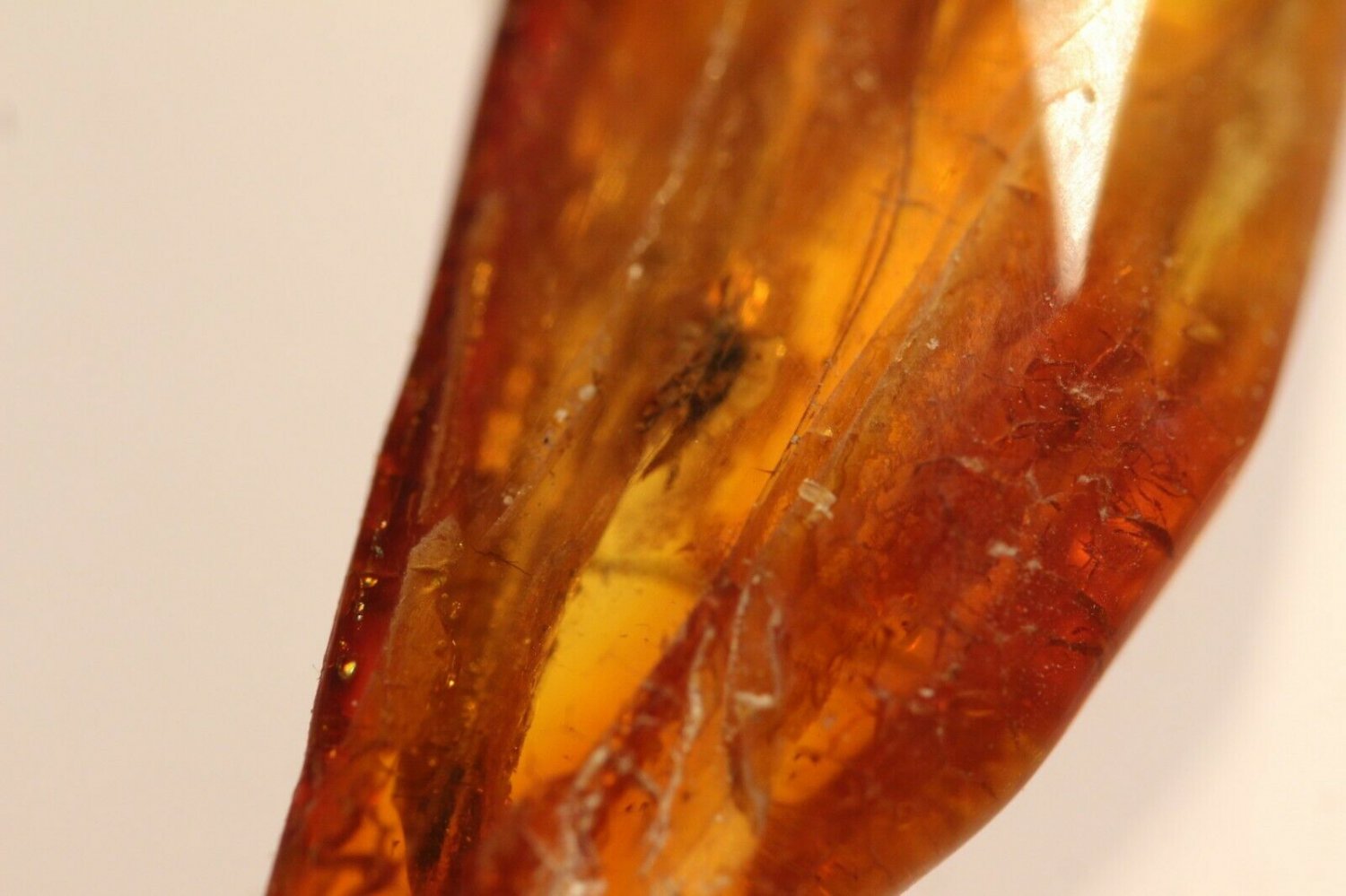 Natural Baltic Amber insects, FOSSILS. mos. mot.