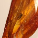 Natural Baltic Amber insects, FOSSILS. mos. mot.