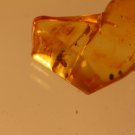 Natural Baltic Amber insects , FOSSIL, speder