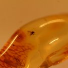 Natural Baltic Amber insects ,, FOSSIl .