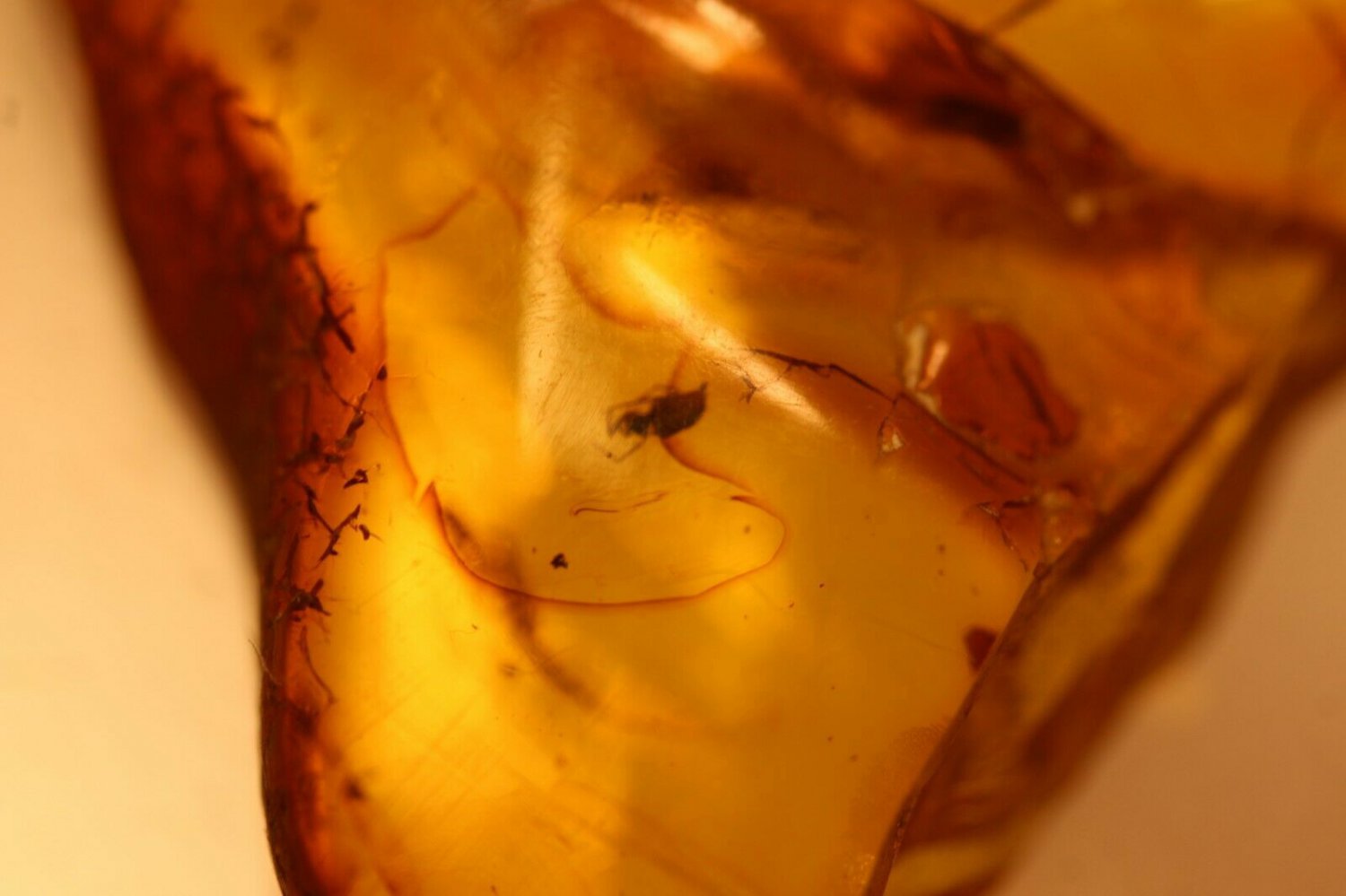 Natural Baltic Amber insects, FOSSILS. ,, 2 spider