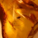 Natural Baltic Amber insects, FOSSILS. ,, 2 spider