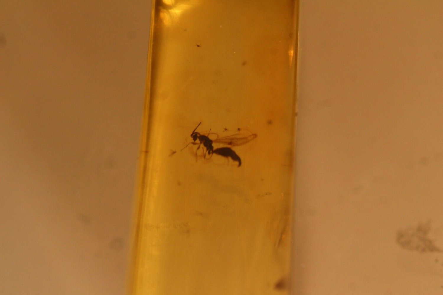 Natural Baltic Amber insects , FOSSIL,