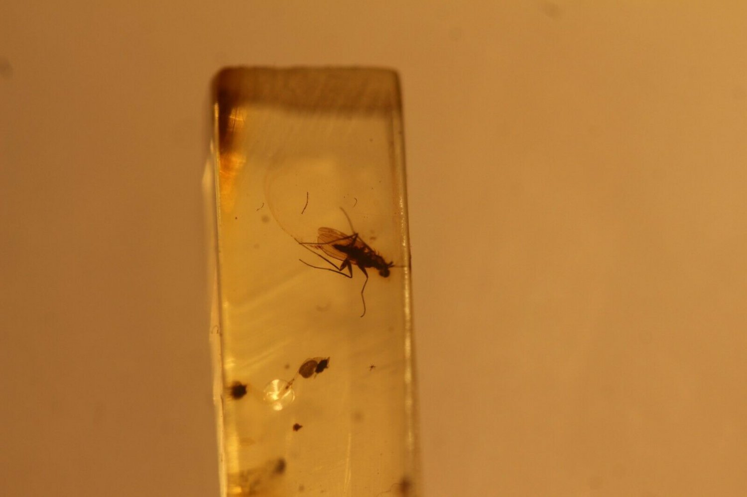 Natural Baltic Amber insects , FOSSIL,.fly..