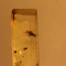 Natural Baltic Amber insects , FOSSIL,.fly..