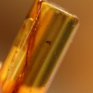 Natural Baltic Amber insects, FOSSILS. ,,,,,