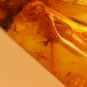 amber insects  baltic amber